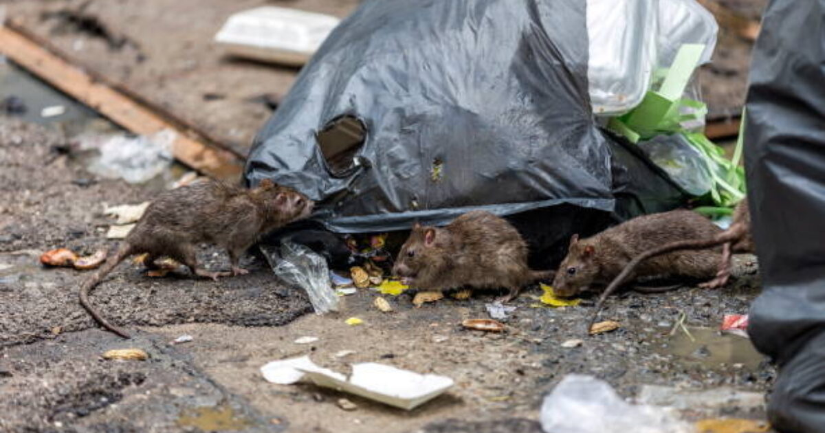 Ratten In Riool Ratten vermaken zich ook in Enschedese wijk Wesselerbrink, Twente ...