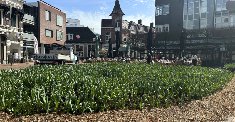 Almelo staat in bloei door duizenden tulpen: ‘Zelfs in Rotterdam gaan foto’s rond van de Almelose tu