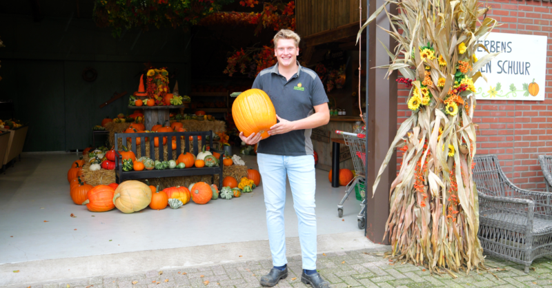 Bornerbroekse Gerben trotseert droogte en redt pompoenenoogst: ‘Sproeien, sproeien en nog eens sproe