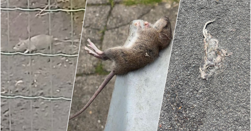 Afval op straat zorgt voor meer ratten in Veldwijk, Zernikestraat en Bankastraat