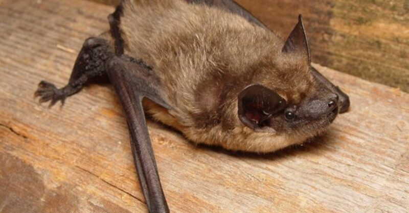 Gemeente Wierden plaatst vleermuiskasten en helpt inwoners hun woning natuurvriendelijk te isoleren