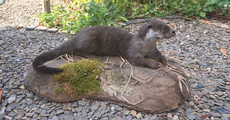 Een dode otter is niet alleen maar slecht nieuws: 'We zien ze op steeds meer plekken in Twente'