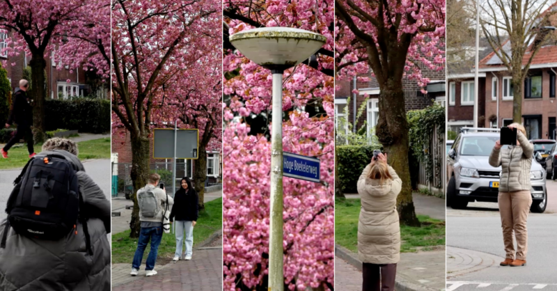 Deze straat in Enschede kleurt weer roze door de Japanse sierkers: jaarlijks lentebeeld trekt bekijk