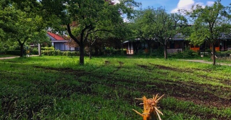 Woede en machteloosheid over vernielde bomen in Oldenzaal; van daders ontbreekt elk spoor