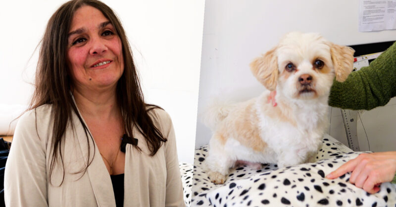 Elisabetta verwent honden met handgemaakte dekbedsetjes uit Almelo: ‘Uit de hand gelopen hobby’