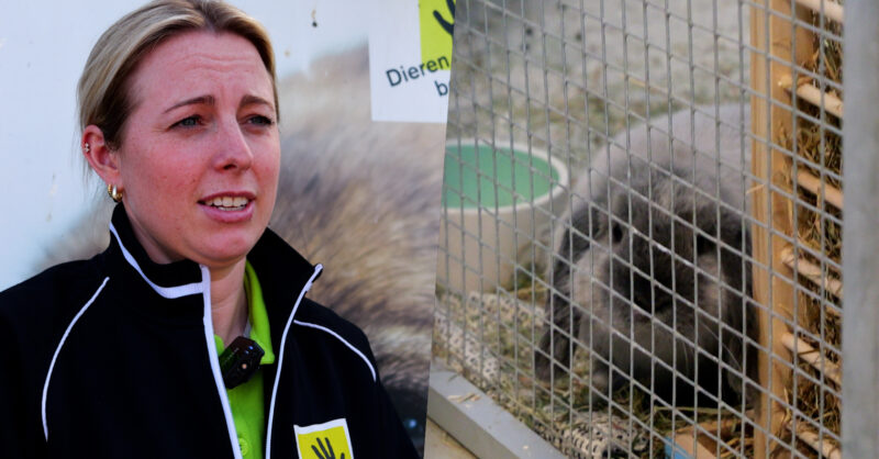 Dierenopvang 't Noordbroek in Almelo biedt dieren een tweede kans
