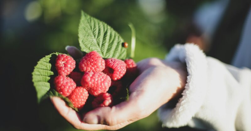Najaarsactie ‘Proef de natuur’: 'gratis' planten | Angelien Hoppen & Clementine Maathuis