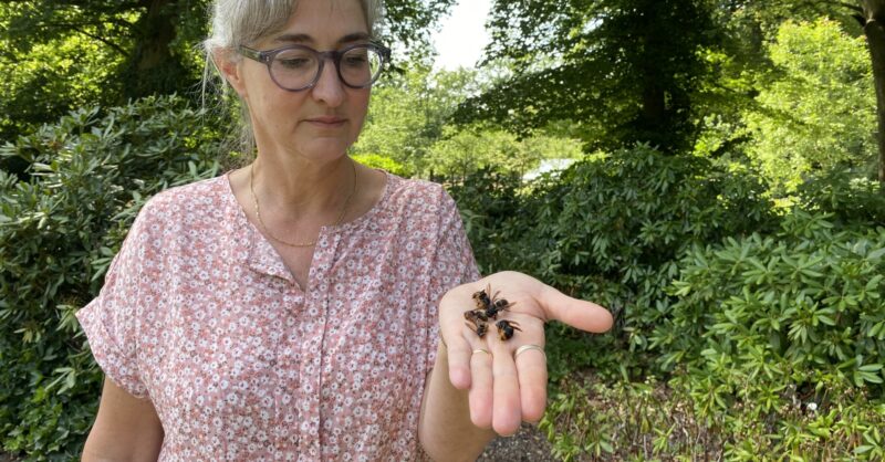 Aziatische hoornaar stuit op Twents verzet, verspreiding in Overijssel fors minder dan elders in het