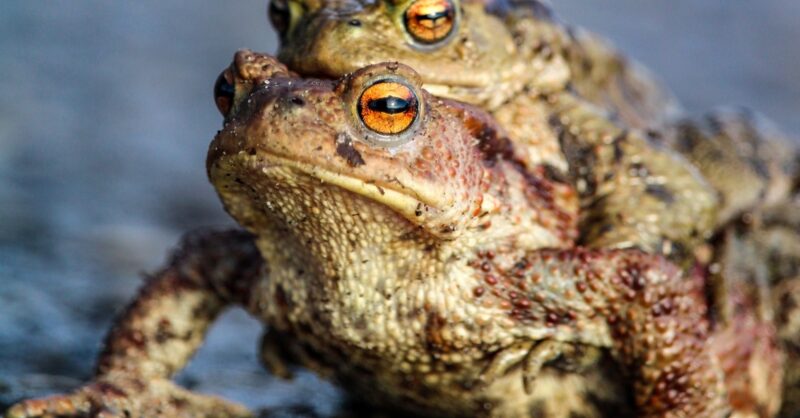 Minder platgereden padden op de weg in Almelo dankzij inzet vrijwilligers: ‘We proberen de natuur te