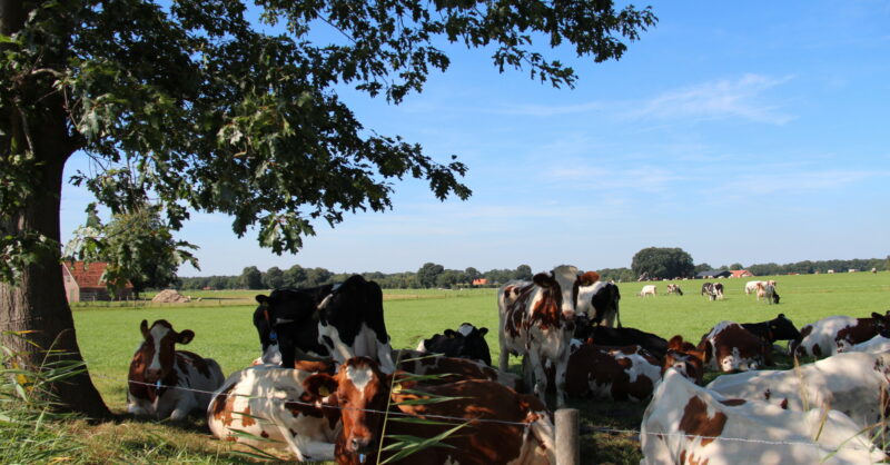 Gemeenten Noordoost-Twente vragen minister om maatwerk in stikstofaanpak: ‘Duidelijkheid voor agrari