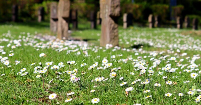 Groen licht voor natuurbegraafplaats naast camping De Lutte