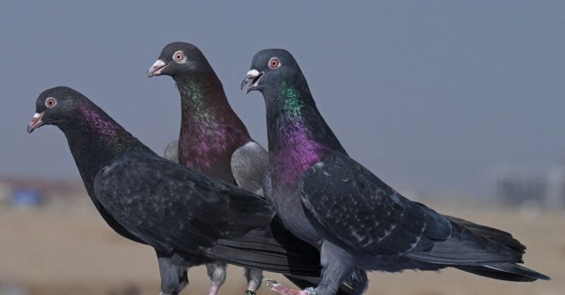 Duivenmelkers klagen, maar voorzitter pluimveesector vindt maatregelen tegen pseudovogelpest heel lo