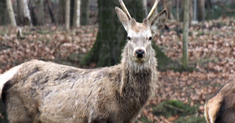 Hertenkampen mogen toch blijven bestaan: bij Hengelose kinderboerderij zijn ze blij