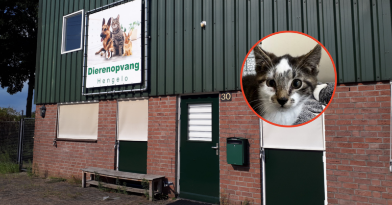 Dierenopvang Hengelo houdt speciale kijkavonden voor kittens