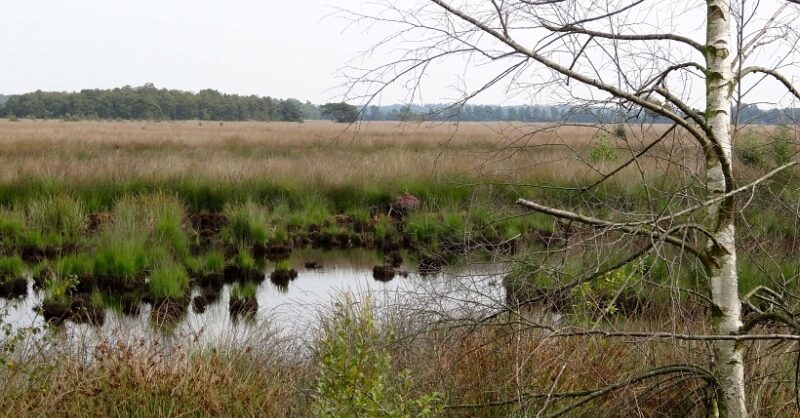 Wat gebeurt er rond het Natura 2000-gebied met het Wierdense Veld? Provincie houdt inloopbijeenkomst
