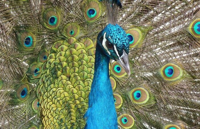 50 jaar Kinderboerderij Enschede-Noord