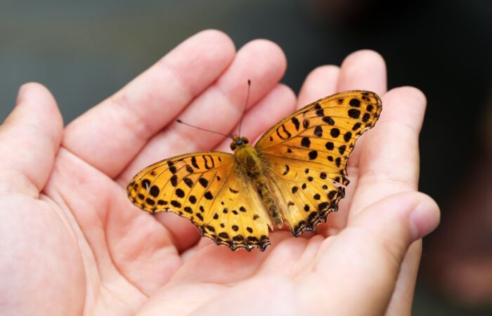 Elke zondag in juni beestjes kijken in Heemtuin Weusthag