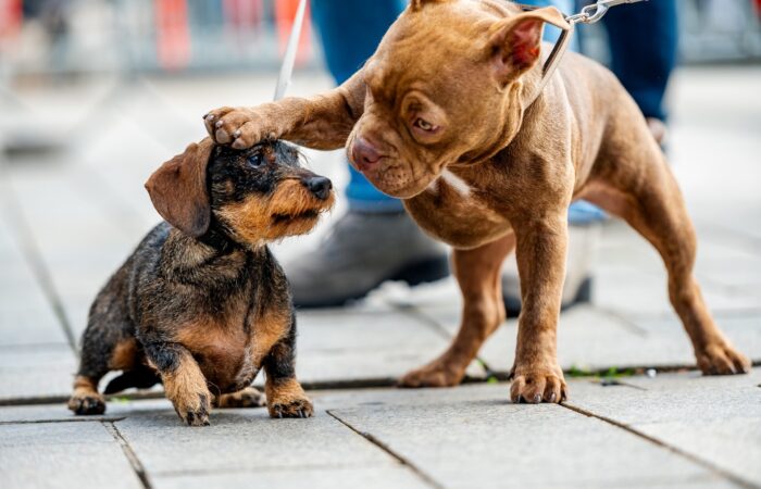 Dog Day Enschede