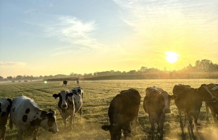 Midzomerochtendwandeling met gids in de Lutte