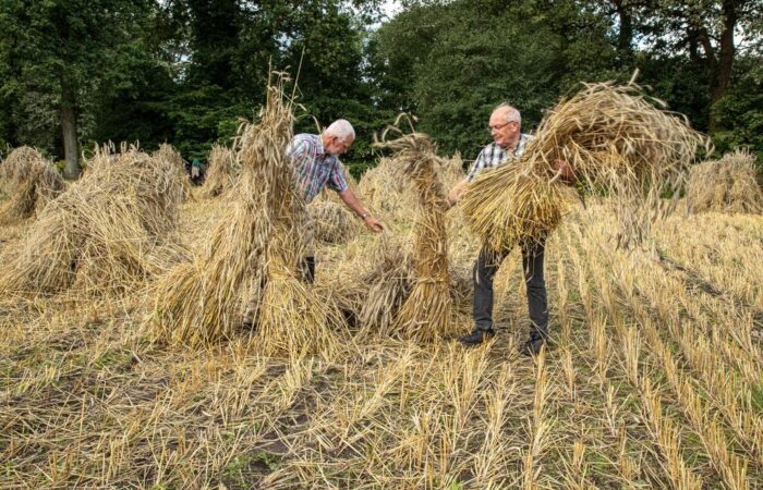 Oogstdagen bij Museumboerderij Wendezoele