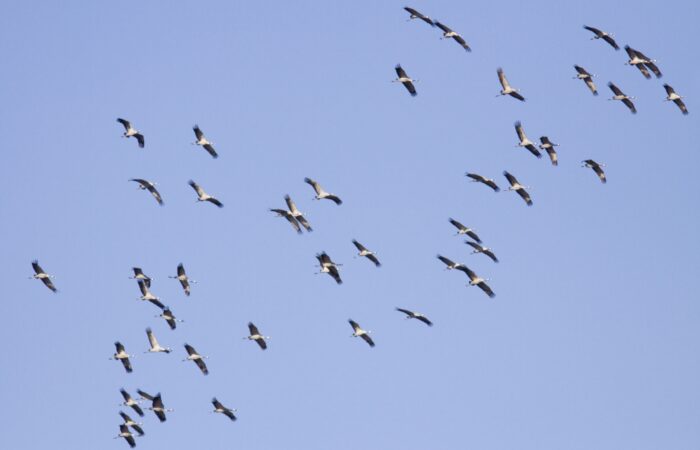 Beleef de vogeltrek van dichtbij