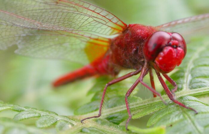 Ontdek de insecten van de heide bij Hof Espelo
