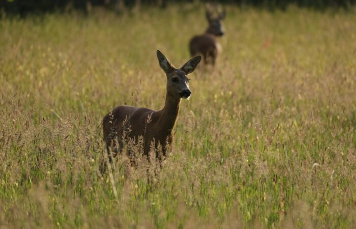 Midzomerochtendwandeling met gids rond De Lutte