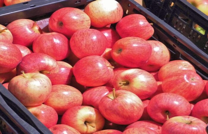 Fruitpersdagen bij Landschap Overijssel in Mander