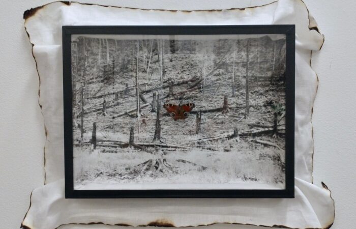 Solo-expositie Judith Schepers bij SchouwArt