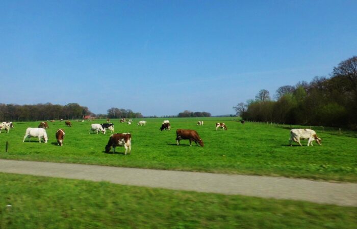 Boergondische fietstocht De Lutte