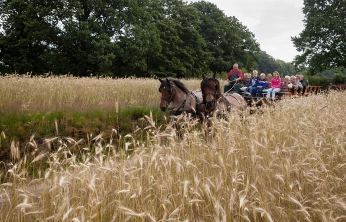 Met peard en waag  duur 't Springendald