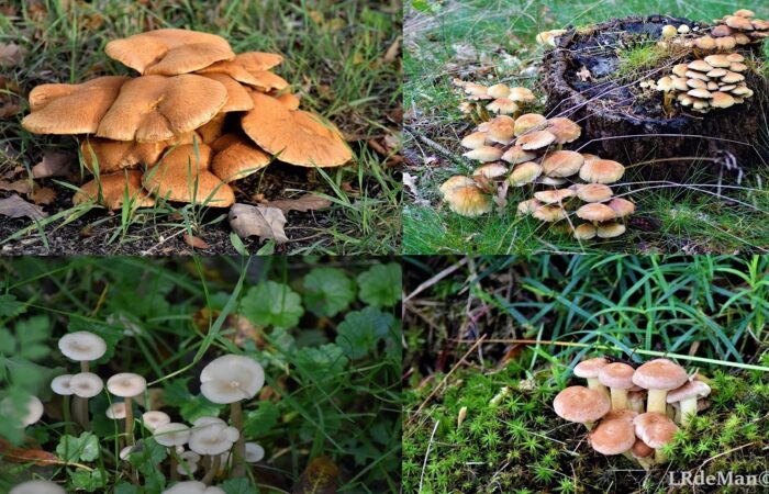 Herfsttintentocht De Lutte