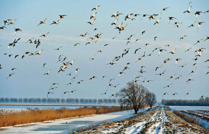 Excursie Wintergasten, de vogels van het Kristalbad