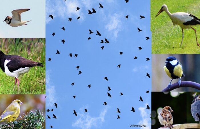 Vroege vogelwandeling in Losser
