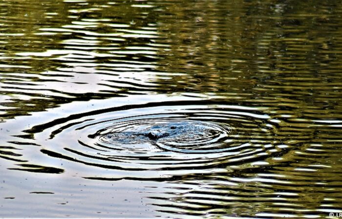 Beleef de Twentse Waterweken in Dinkelland en Tubbergen