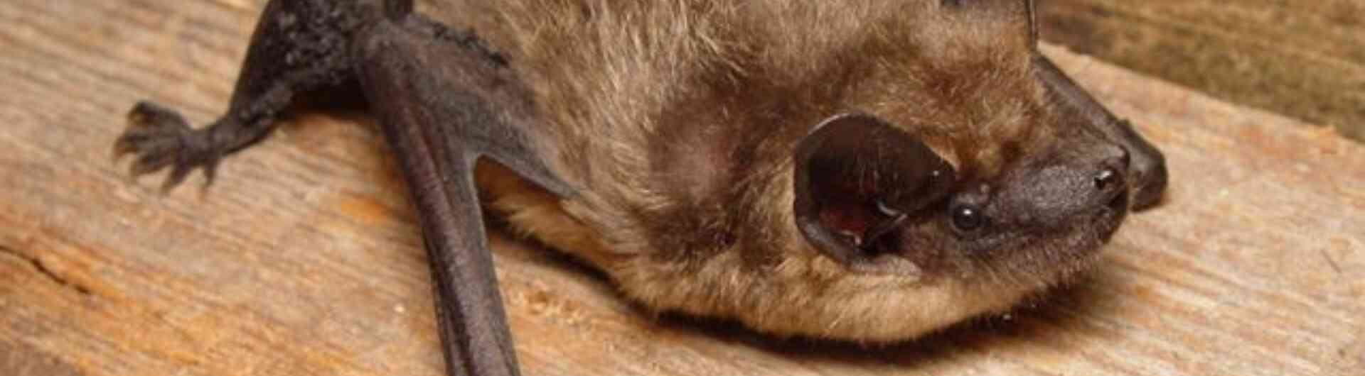 250520 vleermuis