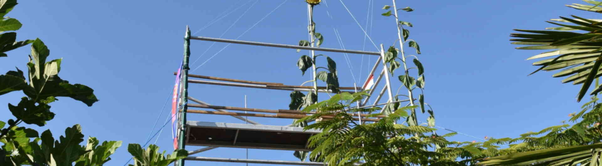 20250811 Jeroen zonnebloem record 3 staand