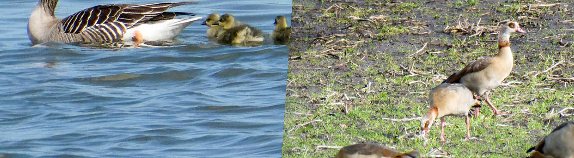 Ganzenpopulatie West Twente 2025