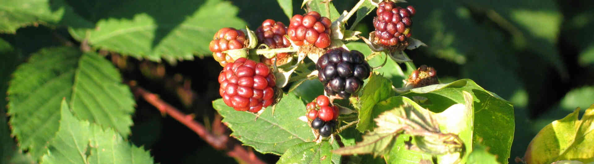 Heemtuin Weusthag staat tussen zomer en herfst