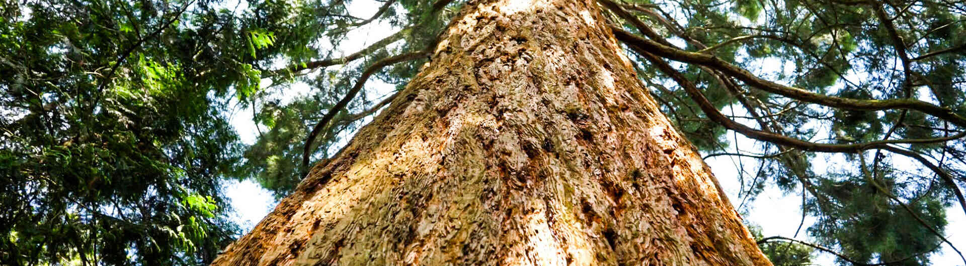 Mammoet boom verbeterd