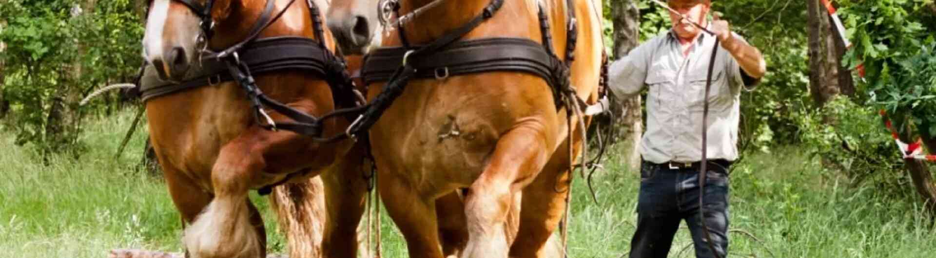 Wedstrijd Boomslepen met paarden Hezingen