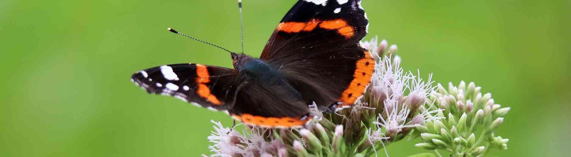 Atalanta vlinder pixa