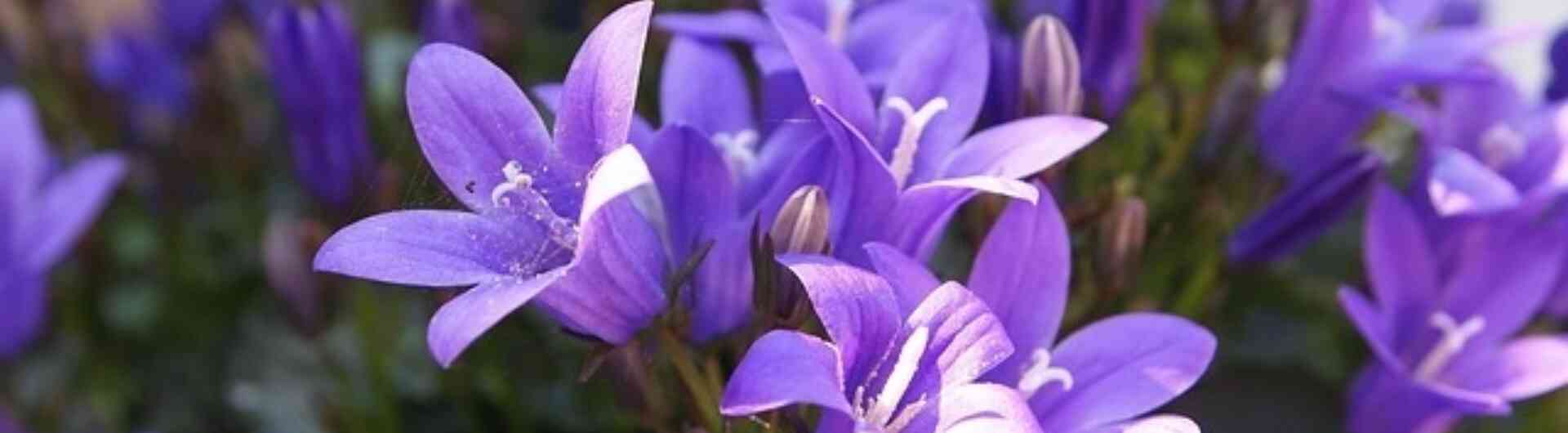 Bloem