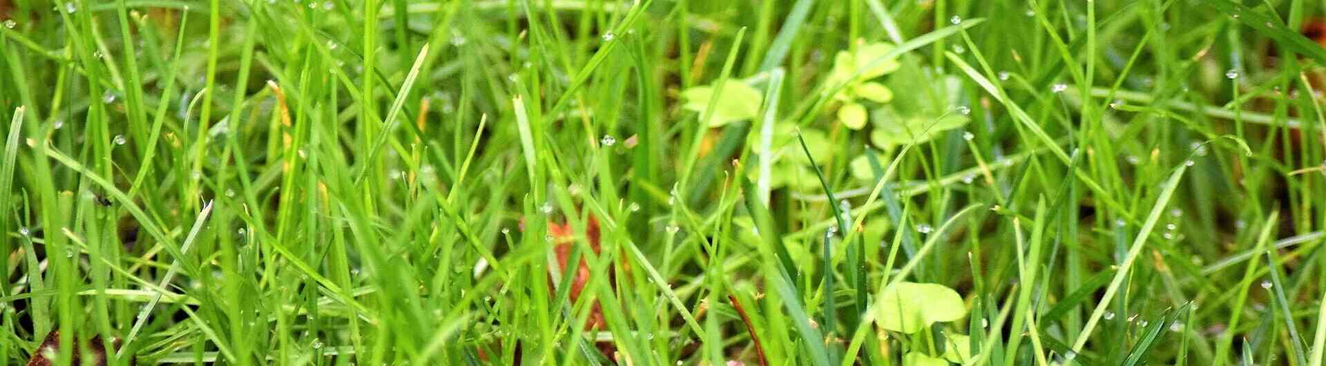 Gras