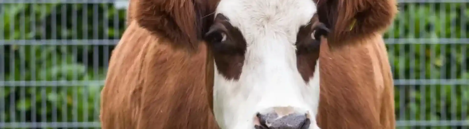 Kinderboerderij enschede noord 013
