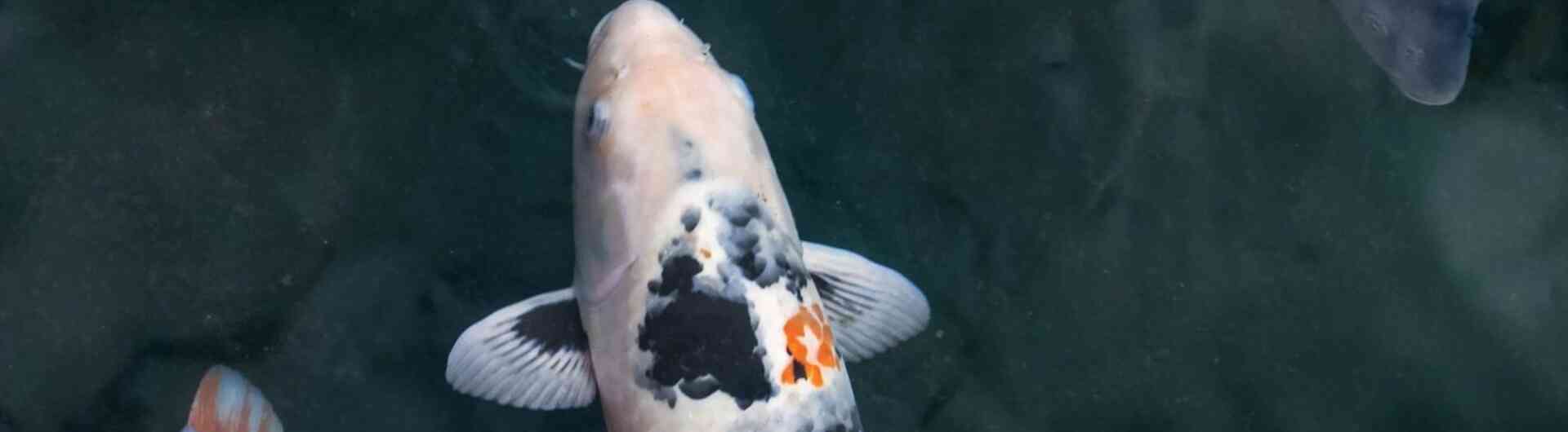 Koi karper pixa