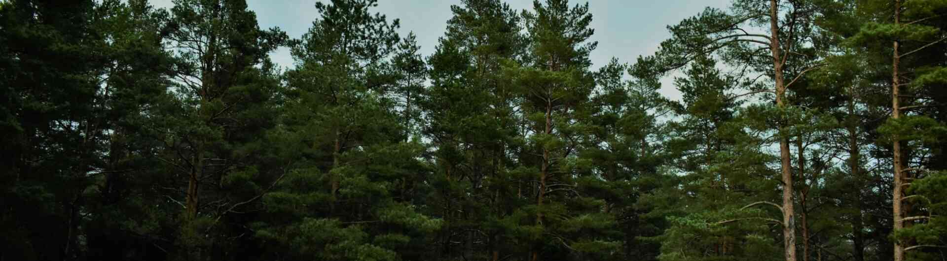 Pexels photo 1012216