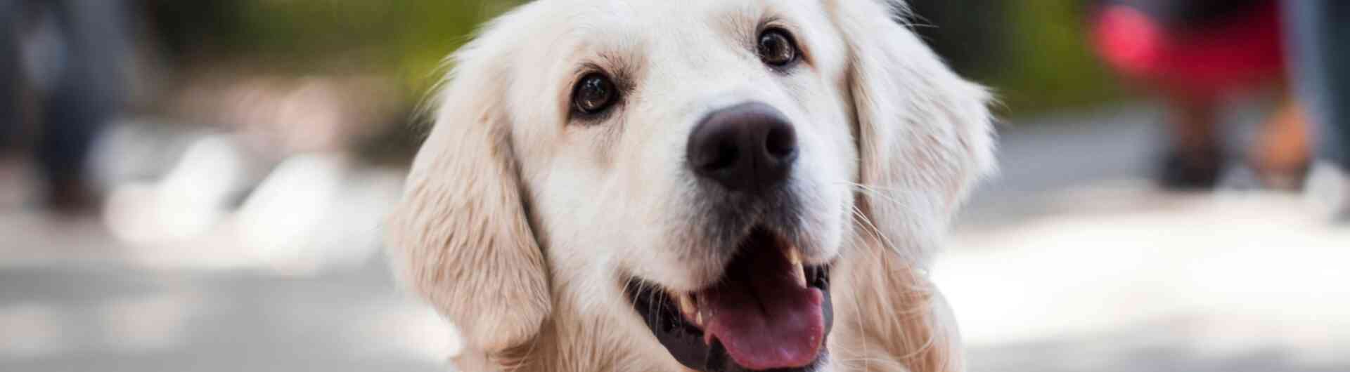 Pexels photo 1490908