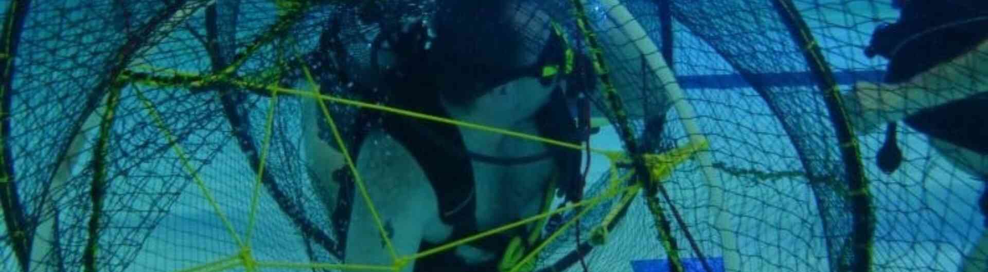 Twentseduikvereniging nl