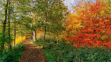 Wandelen